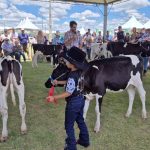 O Clube da Bezerra e julgamento da raça Jersey na 20ª Expovale encantam profissionais, famílias e público